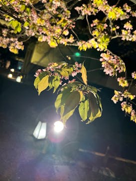『NAKED FLOWERS 2023 桜 世界遺産・二条城』に投稿された画像（2023/4/2）