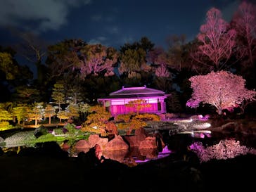 『NAKED FLOWERS 2023 桜 世界遺産・二条城』に投稿された画像（2023/4/2）