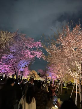 『NAKED FLOWERS 2023 桜 世界遺産・二条城』に投稿された画像（2023/4/2）