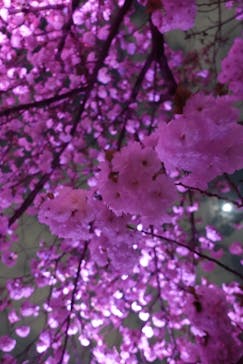 NAKED 桜の新宿御苑 2023に投稿された画像（2023/4/2）