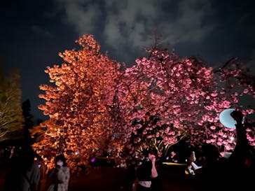 NAKED 桜の新宿御苑 2023に投稿された画像（2023/4/2）