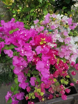 美らヤシパークオキナワ・東南植物楽園に投稿された画像（2023/4/2）