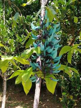 美らヤシパークオキナワ・東南植物楽園に投稿された画像（2023/4/2）