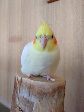 Moff animal cafe 小田原ダイナシティ店に投稿された画像（2023/4/2）