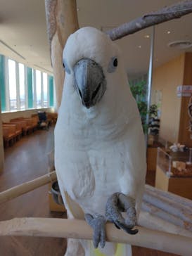 Moff animal cafe 小田原ダイナシティ店に投稿された画像（2023/4/2）