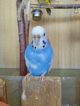 Moff animal cafe 小田原ダイナシティ店に投稿された画像（2023/4/2）