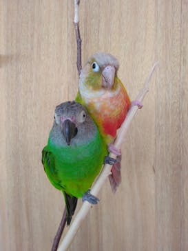 Moff animal cafe 小田原ダイナシティ店に投稿された画像（2023/4/2）