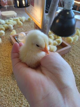 Moff animal cafe 小田原ダイナシティ店に投稿された画像（2023/4/2）