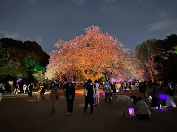 NAKED 桜の新宿御苑 2023に投稿された画像（2023/4/2）