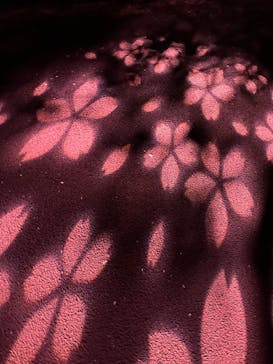 NAKED 桜の新宿御苑 2023に投稿された画像（2023/4/2）