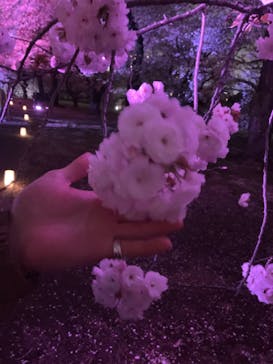 NAKED 桜の新宿御苑 2023に投稿された画像（2023/4/2）