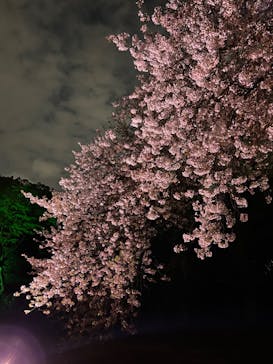 NAKED 桜の新宿御苑 2023に投稿された画像（2023/4/2）