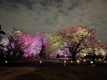 NAKED 桜の新宿御苑 2023に投稿された画像（2023/4/2）