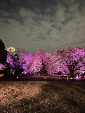 NAKED 桜の新宿御苑 2023に投稿された画像（2023/4/2）