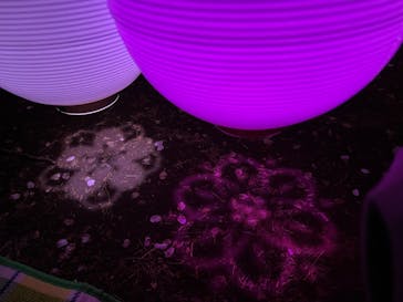 NAKED 桜の新宿御苑 2023に投稿された画像（2023/4/2）