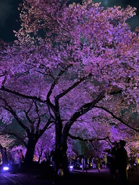 NAKED 桜の新宿御苑 2023に投稿された画像（2023/4/2）