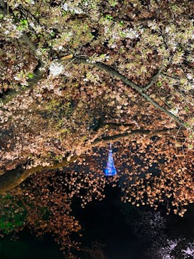 NAKED 桜の新宿御苑 2023に投稿された画像（2023/4/2）