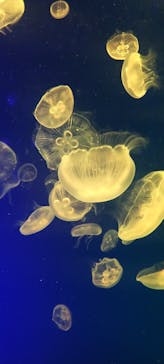 名古屋港水族館に投稿された画像（2023/4/2）