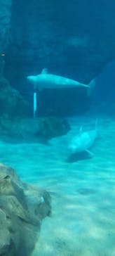 名古屋港水族館に投稿された画像（2023/4/2）