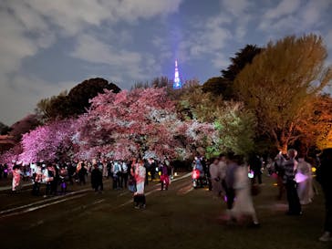 NAKED 桜の新宿御苑 2023に投稿された画像（2023/4/2）