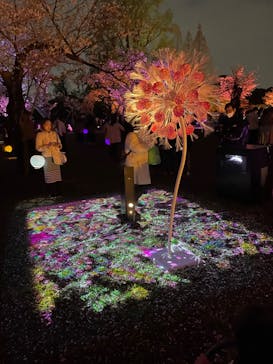 NAKED 桜の新宿御苑 2023に投稿された画像（2023/4/2）