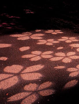 NAKED 桜の新宿御苑 2023に投稿された画像（2023/4/2）