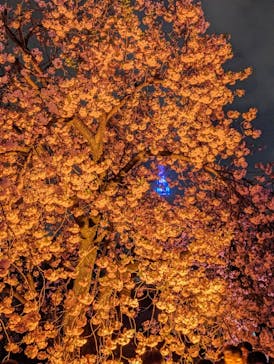 NAKED 桜の新宿御苑 2023に投稿された画像（2023/4/2）