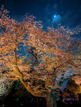 NAKED 桜の新宿御苑 2023に投稿された画像（2023/4/2）