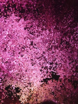 NAKED 桜の新宿御苑 2023に投稿された画像（2023/4/2）