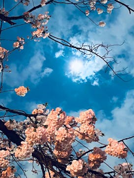 NAKED 桜の新宿御苑 2023に投稿された画像（2023/4/2）