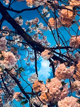 NAKED 桜の新宿御苑 2023に投稿された画像（2023/4/2）