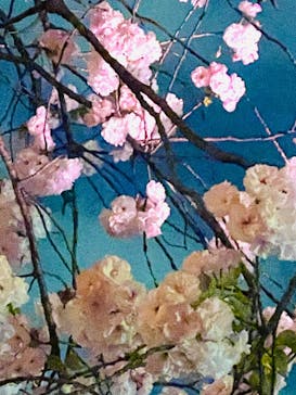 NAKED 桜の新宿御苑 2023に投稿された画像（2023/4/2）