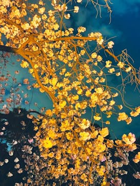 NAKED 桜の新宿御苑 2023に投稿された画像（2023/4/2）