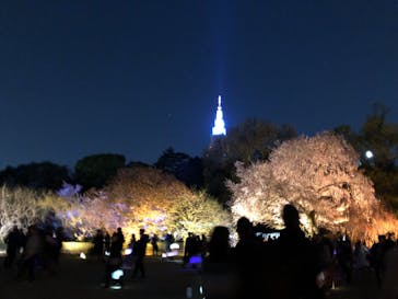 NAKED 桜の新宿御苑 2023に投稿された画像（2023/4/2）