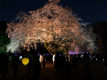 NAKED 桜の新宿御苑 2023に投稿された画像（2023/4/2）