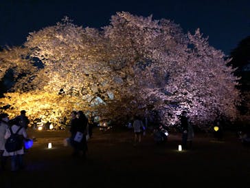 NAKED 桜の新宿御苑 2023に投稿された画像（2023/4/2）