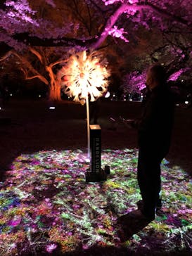 NAKED 桜の新宿御苑 2023に投稿された画像（2023/4/2）