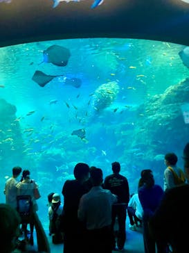 新江ノ島水族館に投稿された画像（2023/4/2）