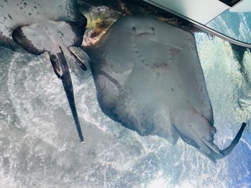 新江ノ島水族館に投稿された画像（2023/4/2）