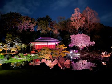 『NAKED FLOWERS 2023 桜 世界遺産・二条城』に投稿された画像（2023/4/2）