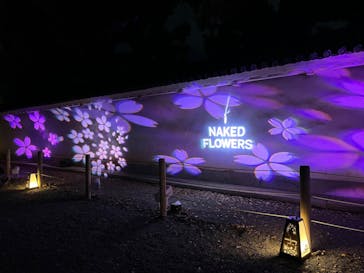 『NAKED FLOWERS 2023 桜 世界遺産・二条城』に投稿された画像（2023/4/2）