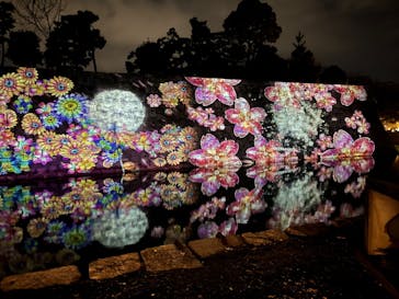 『NAKED FLOWERS 2023 桜 世界遺産・二条城』に投稿された画像（2023/4/2）