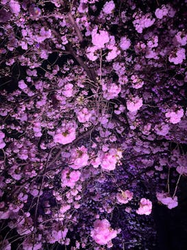 NAKED 桜の新宿御苑 2023に投稿された画像（2023/4/2）