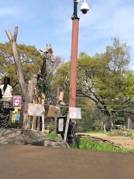 天王寺動物園に投稿された画像（2023/4/2）