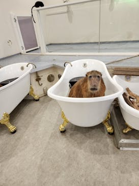 アニタッチみなとみらいに投稿された画像（2023/4/2）