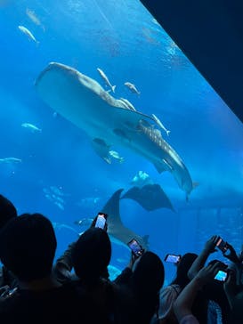 沖縄美ら海水族館に投稿された画像（2023/4/2）