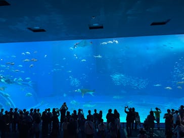 沖縄美ら海水族館に投稿された画像（2023/4/2）