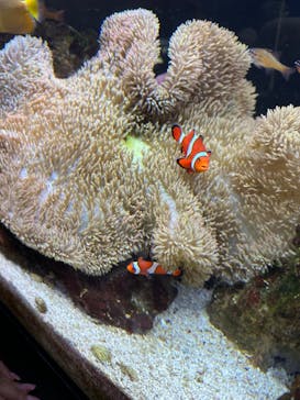 京都水族館に投稿された画像（2023/4/2）