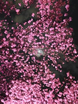 NAKED 桜の新宿御苑 2023に投稿された画像（2023/4/2）