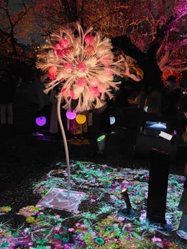 NAKED 桜の新宿御苑 2023に投稿された画像（2023/4/2）